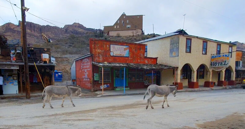 Burrinhos na Cidade de Oatman no Arizona na Rota 66  – Super Viajantes.