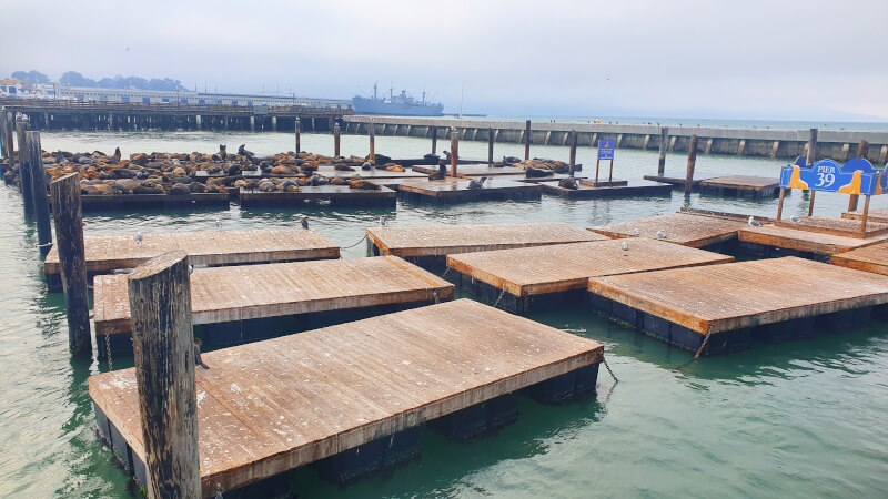 Leões Marinho no Píer 39 em San Francisco – Super Viajantes